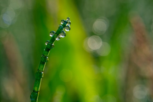 Schachtelhalm mit Morgentau