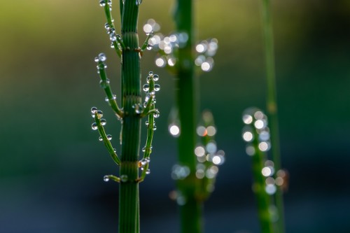 Schachtelhalm mit Morgentau