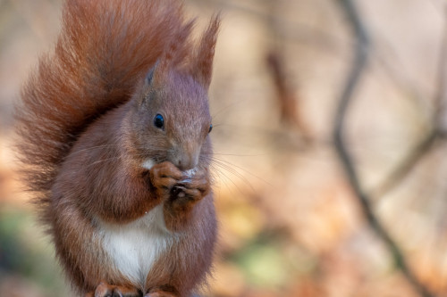 Eichhörnchen