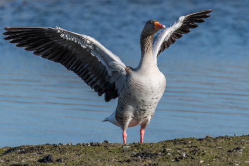 Graugans iim Katinger Watt