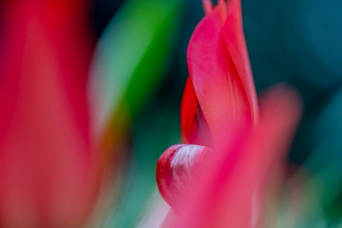 Wilde Tulpe