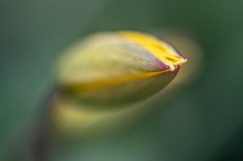 Wildtulpe