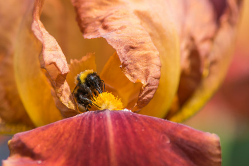 Hummel an Schwertlilie