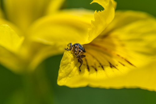 Weisspunktiger Schwertlilienruessler auf Schwertlilie