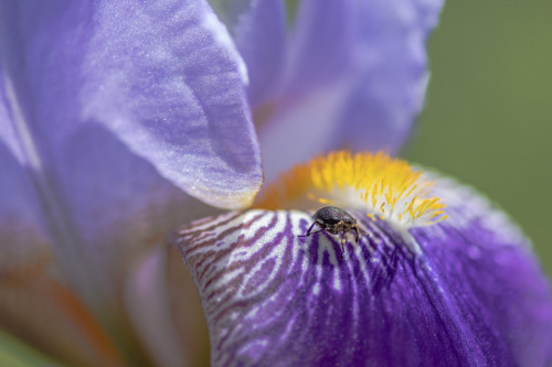 Weißpunktiger Schwertlilienrüssler an Sibirischer Schwertlilie