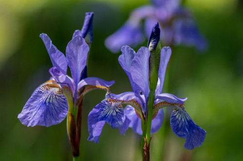 Sibirische Schwerlilie