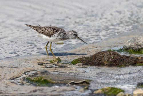 Teichwasserlaeufer - Estland