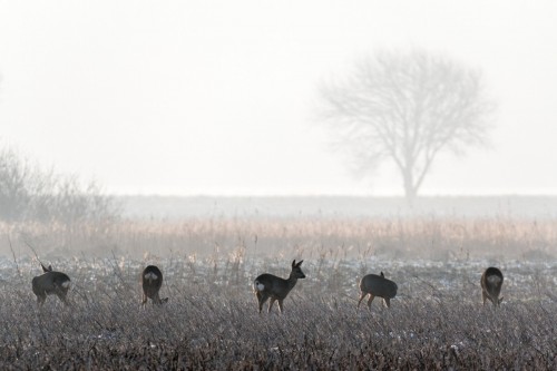 Rehe im Katinger Watt
