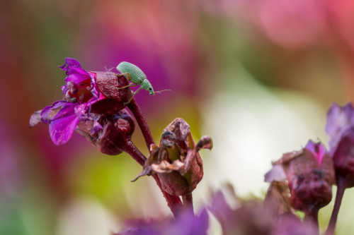 Seidiger Glanzrüssler