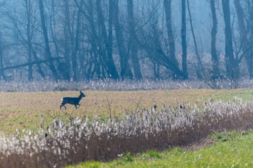 Reh im Katinger Watt