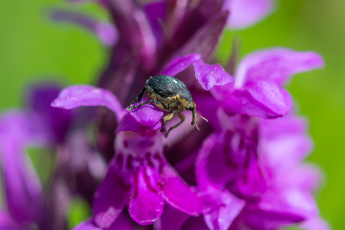 Weißpunktiger Schwertlilienrüssler an Knabenkraut