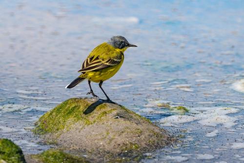 Thunberg-Schafstelze - Estland