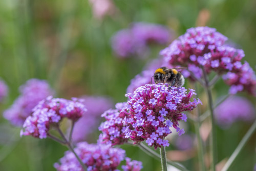 Hummel auf Argentinischem Eisenkraut
