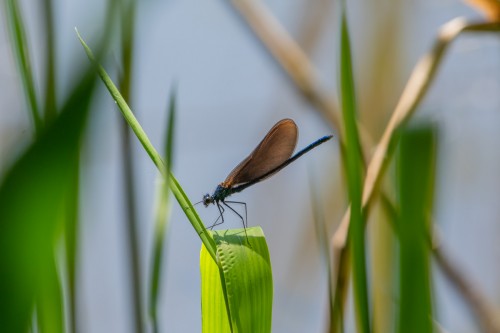 weibl. Blauflügel Prachtlibelle