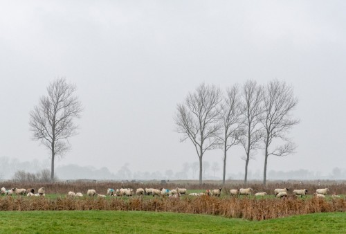 Irgendwo auf Eiderstedt