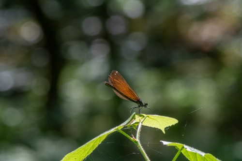 weibl. Blauflügel Prachtlibelle