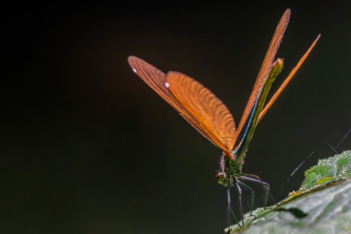 weibl. Blauflügel Prachtlibelle