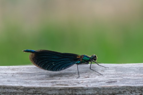 männl. Blauflügel Prachtlibelle