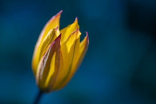 Wildtulpe