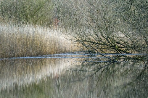Ringpriel im Katinger Watt