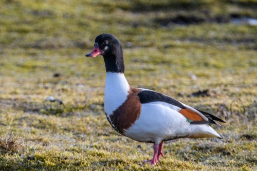 Brandgans im Katinger Watt