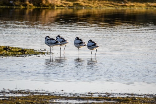 Säbelschnäbler im Katinger Watt
