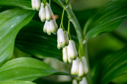 Vielblütige Weißwurz