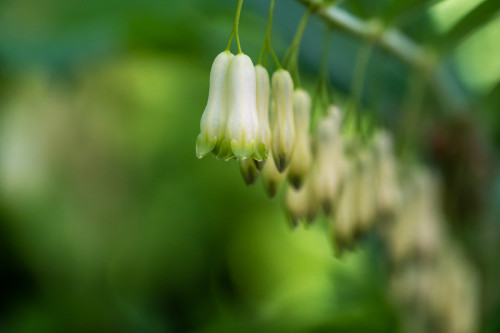 Vielblütige Weißwurz