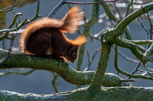 Eichhörnchen in Planten un Blomen