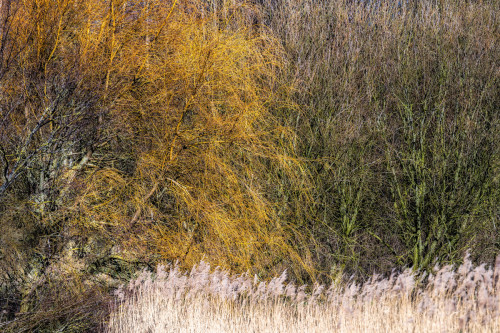 Baeume und Reet auf Eiderstedt