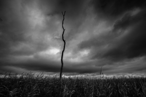 Toter Baum im Schilf