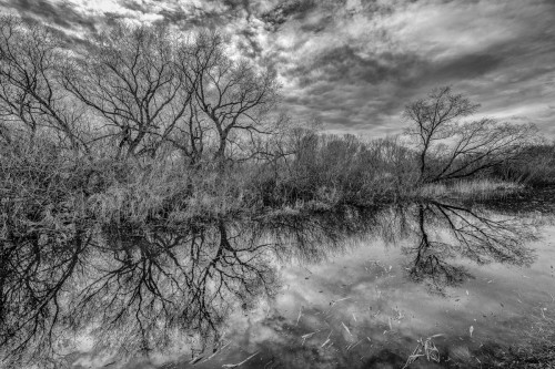 Elbehochwasser im Auwald