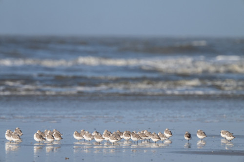 Sanderlinge - St. Peter-Ording