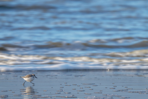 Sanderling am Strand von St. Peter-Ording