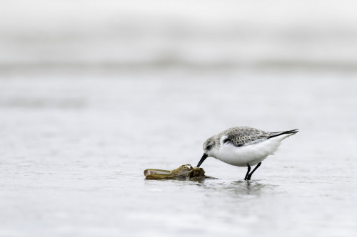Sanderling