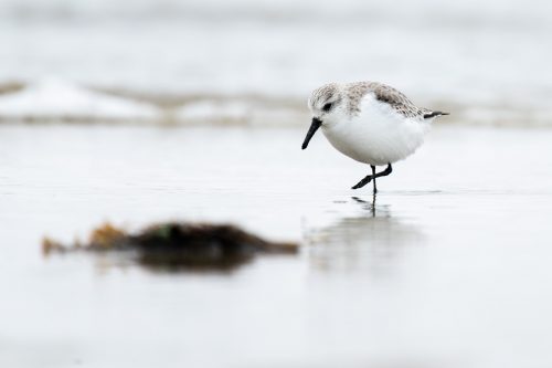 Sanderling