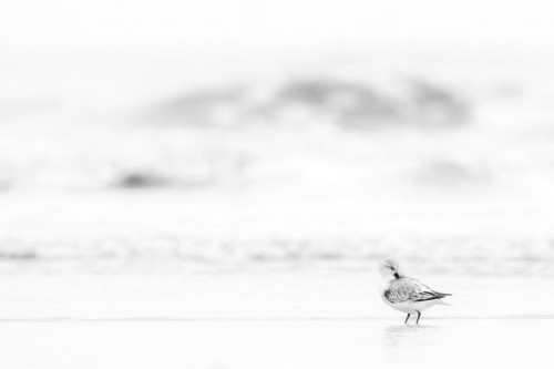 Sanderling