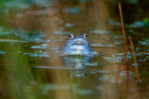 Moorfrosch