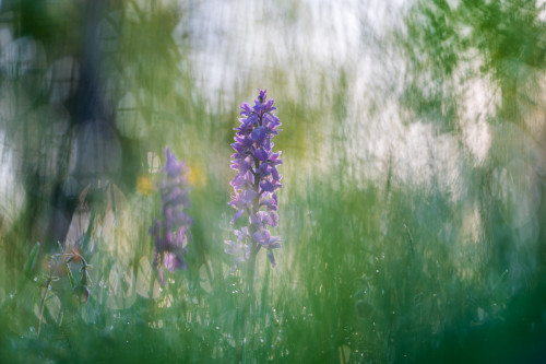 Maennliches Knabenkraut