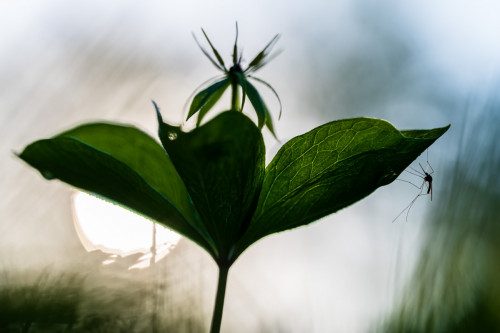 Stechmuecke an Einbeere