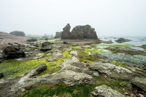 Hammashagehaeller Raukomrade