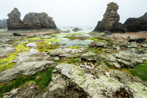 Hammashagehaeller Raukomrade