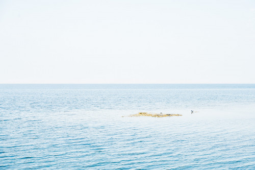 Lachmoewe an Kiesbank in der Ostsee