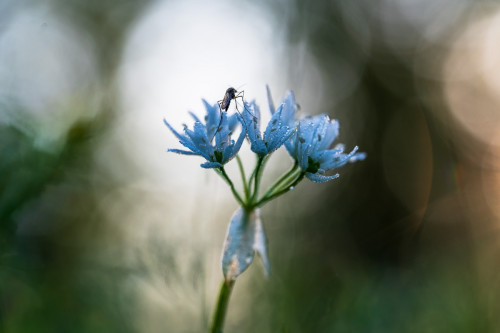 Stechmuecke auf Baerlauch