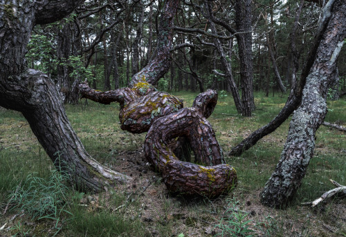 Kiefern an der Ostseeküste