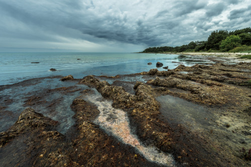 Ostseekueste - angespuelte Wasserpflanzen