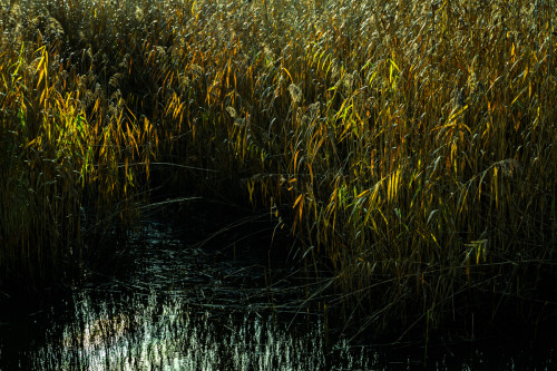 Schilf im Herbst