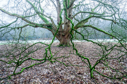 Bergahorn im Hirschpark Hamburg