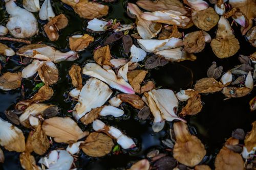 Bluetenblaetter im Wasser