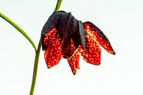 Schachblume / Schachbrettblume / Kiebitzei